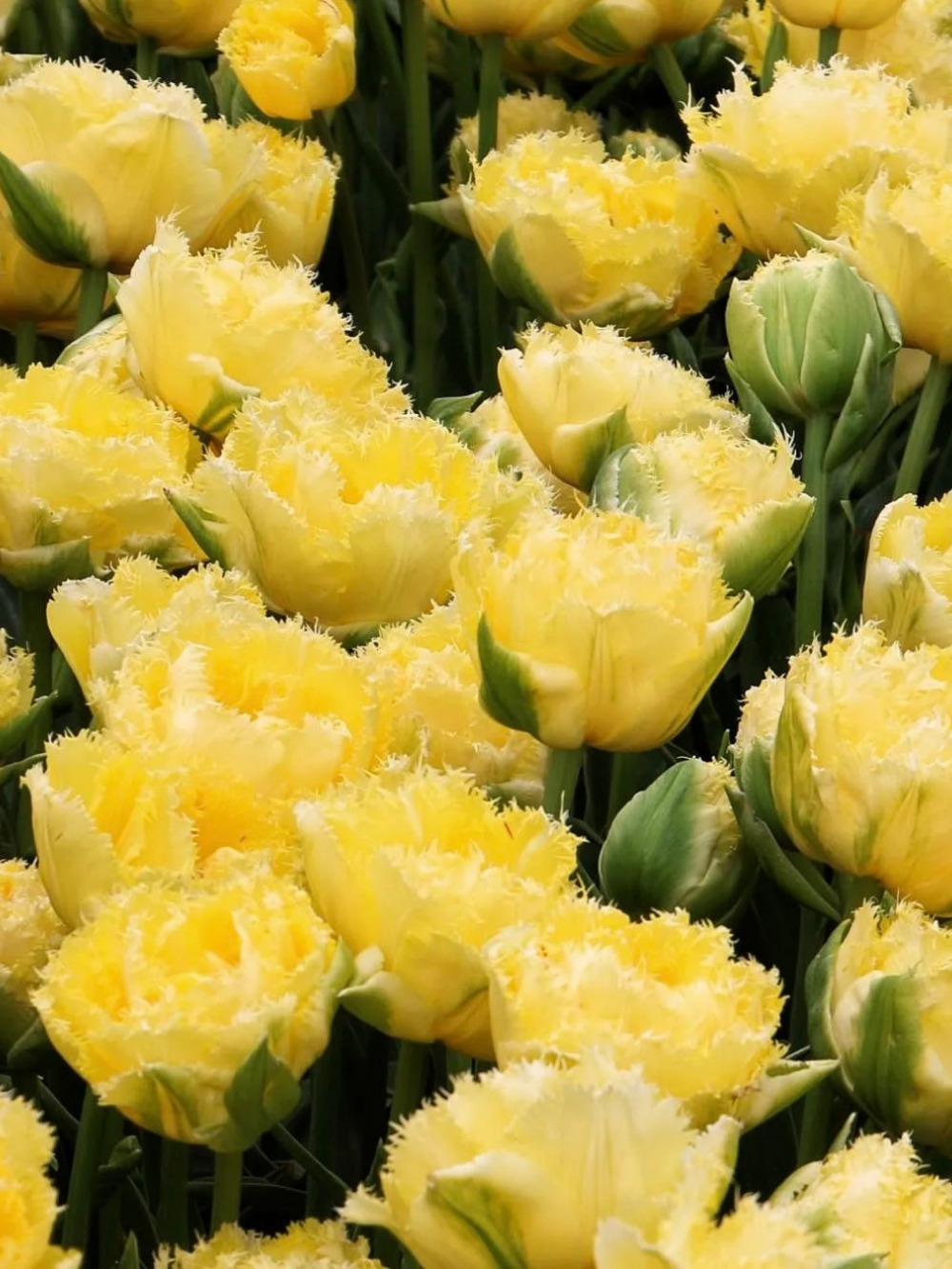 Tulipán ‘Lemon Shoot’ / 6 db - Image 2