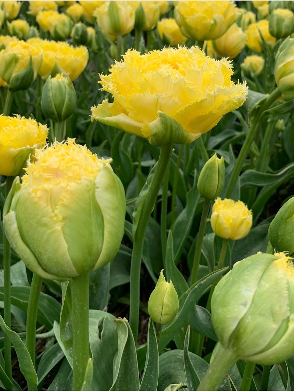 Tulipán ‘Lemon Shoot’ / 6 db - Image 4