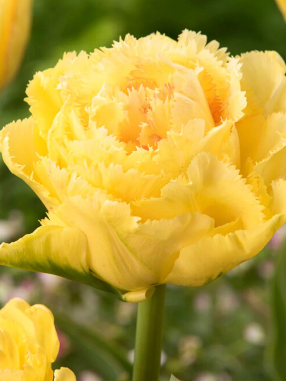 Tulipán ‘Lemon Shoot’ / 6 db - Image 5