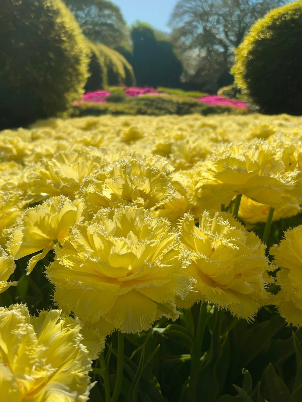 Tulipán ‘Lemon Shoot’ / 6 db
