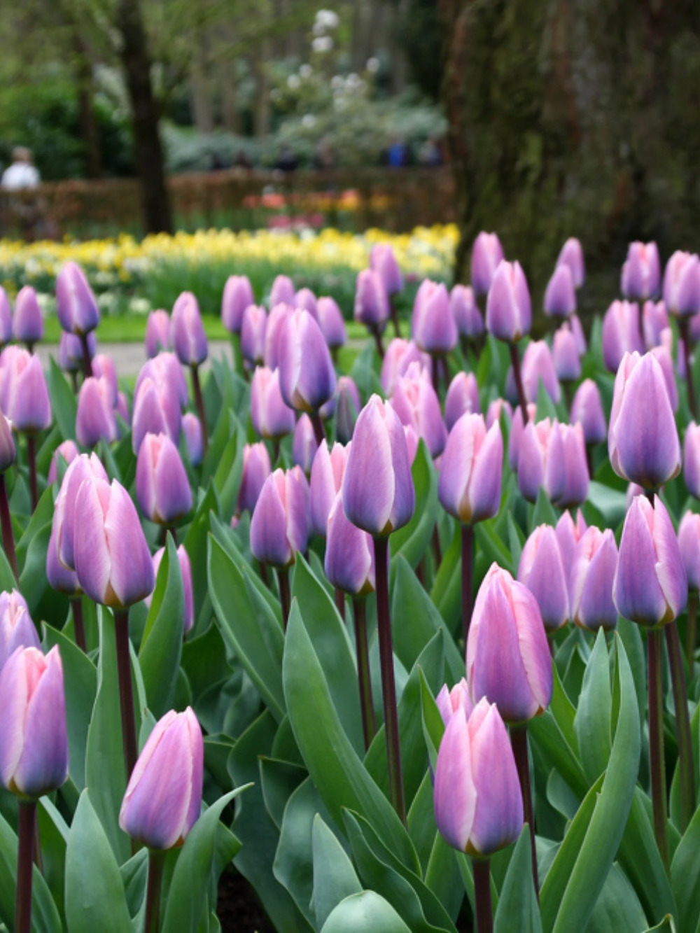 Tulipán ‘Light and Dreamy’ / 6 db - Image 4