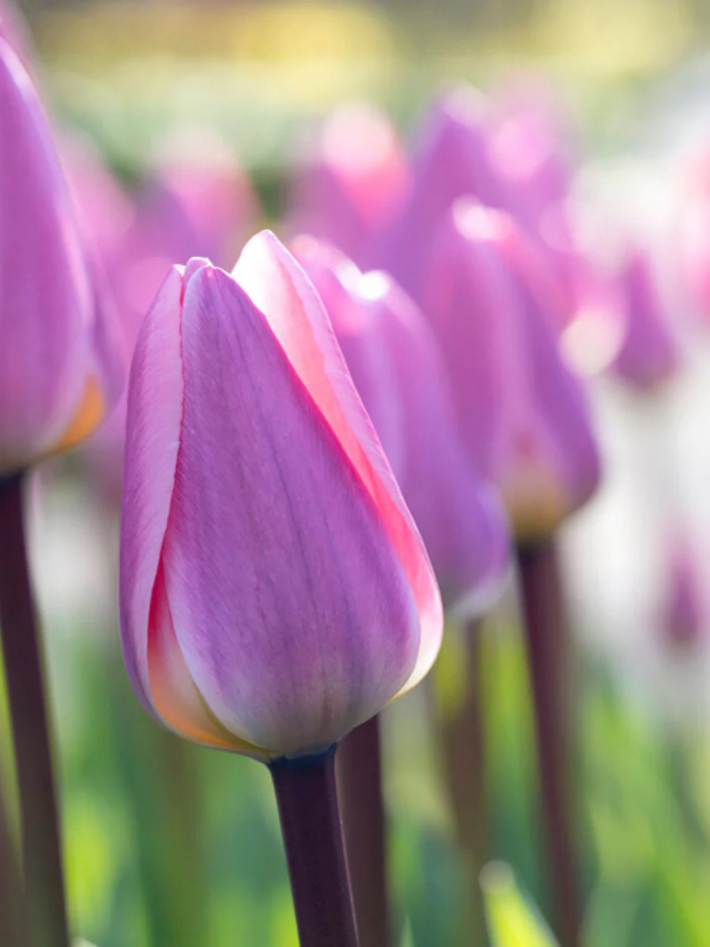 Tulipán ‘Light and Dreamy’ / 6 db