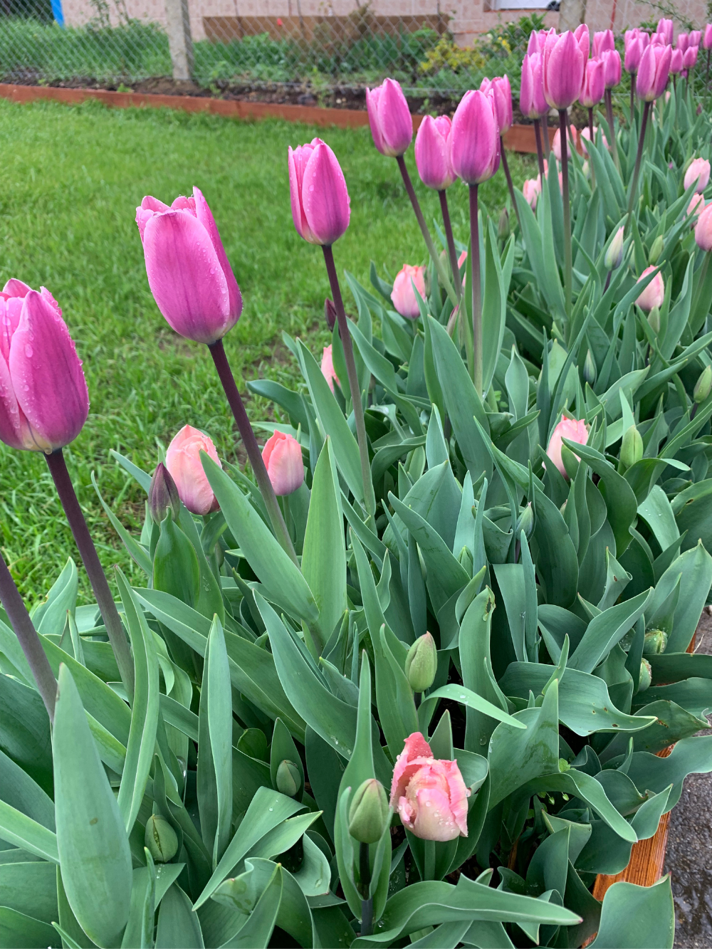 Tulipán ‘Light and Dreamy’ / 6 db - Image 3