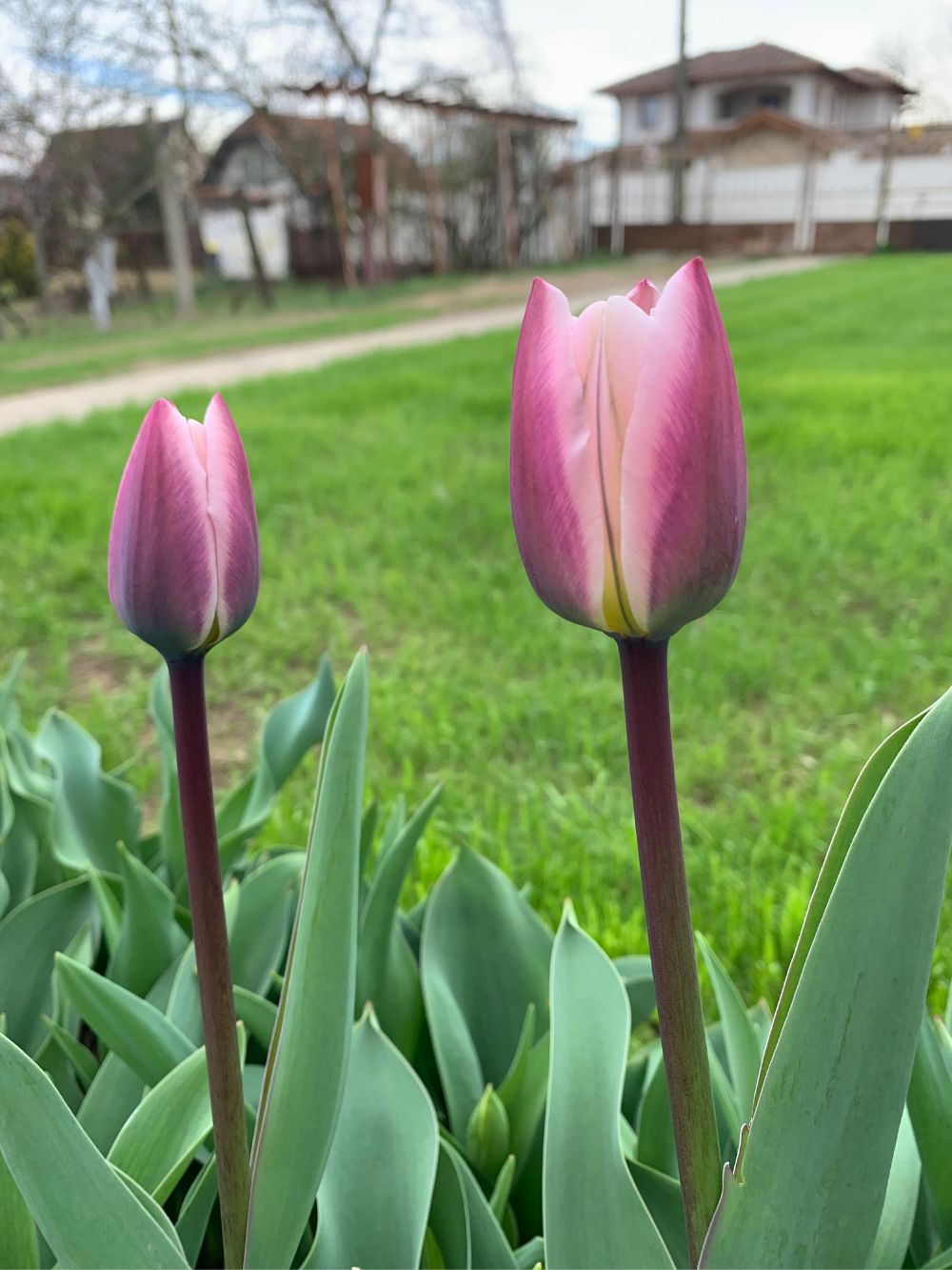 Tulipán ‘Light and Dreamy’ / 6 db - Image 2