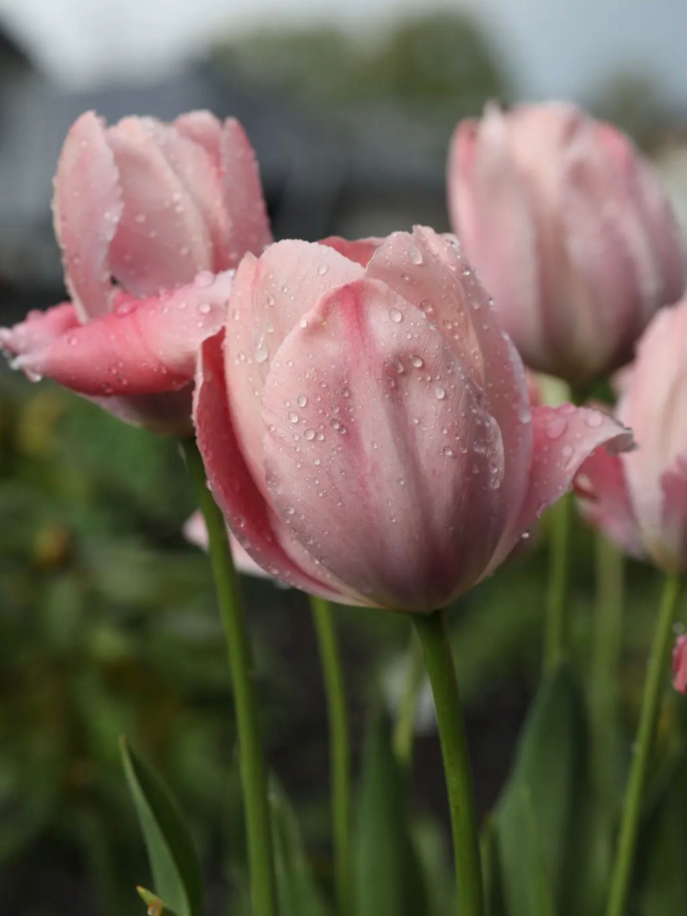 Tulipán ‘Mystique van Eijk’ / 6 db