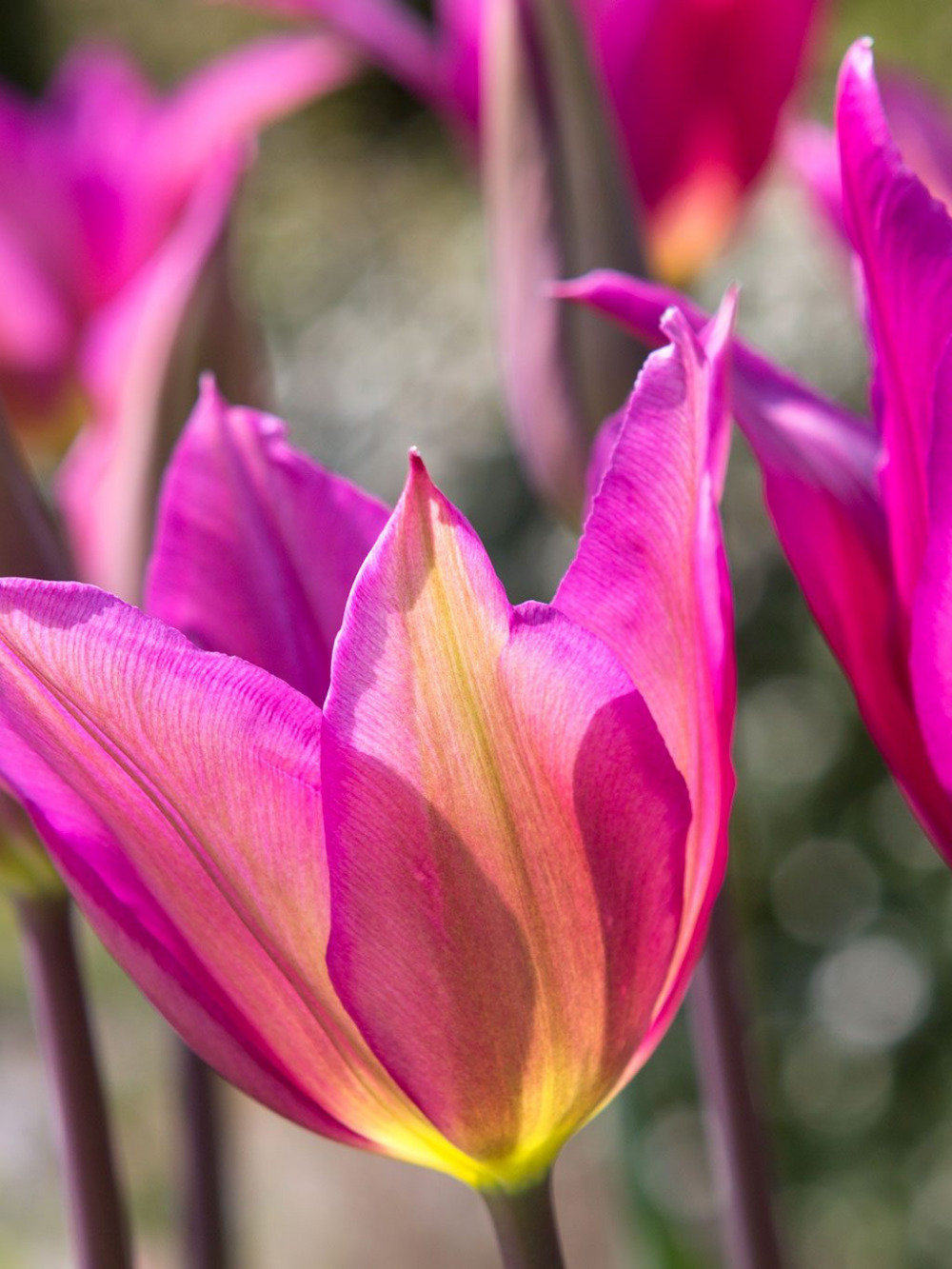 Tulipán ‘Purple Dream’ / 6 db - Image 2