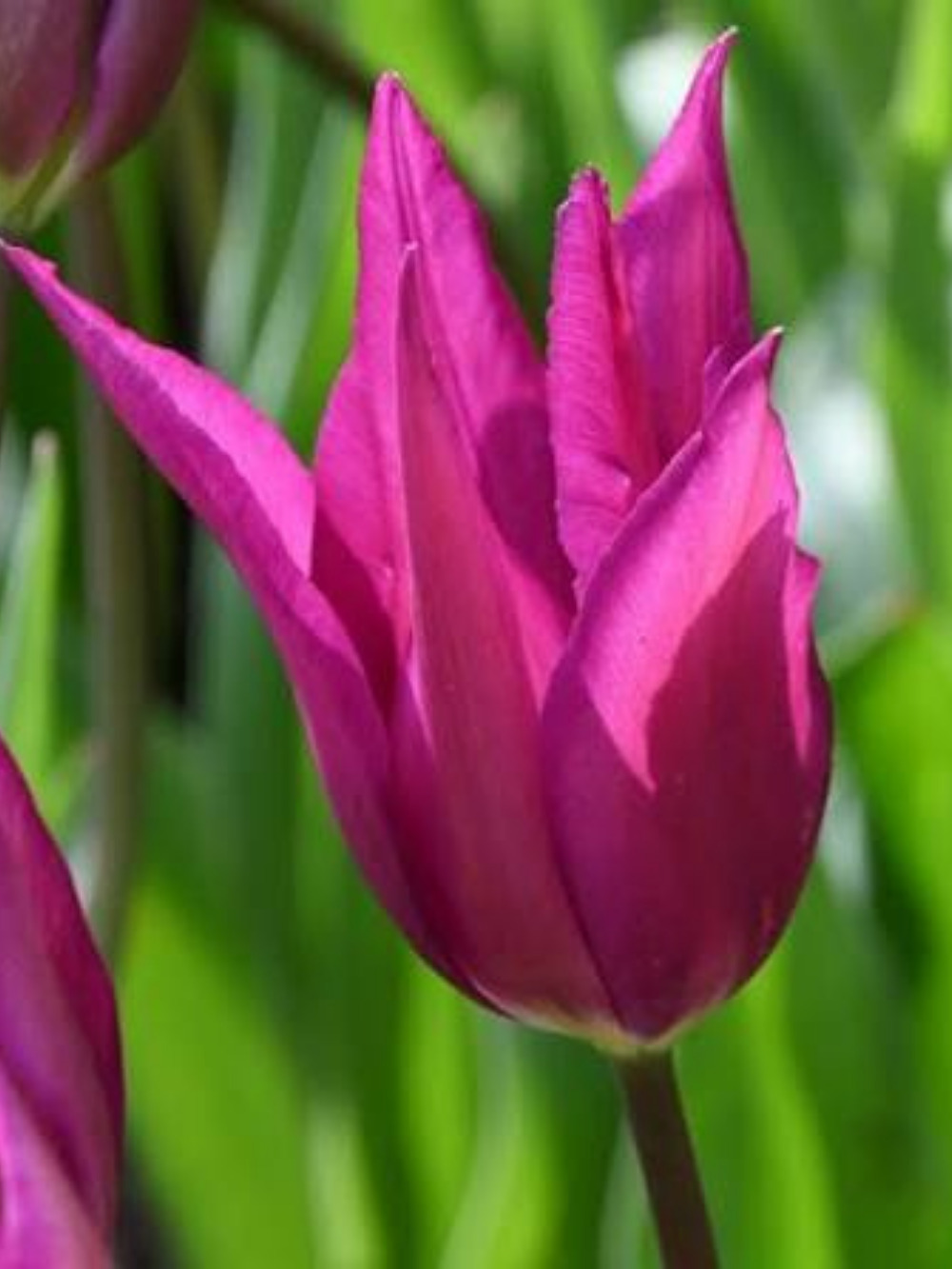Tulipán ‘Purple Dream’ / 6 db - Image 3