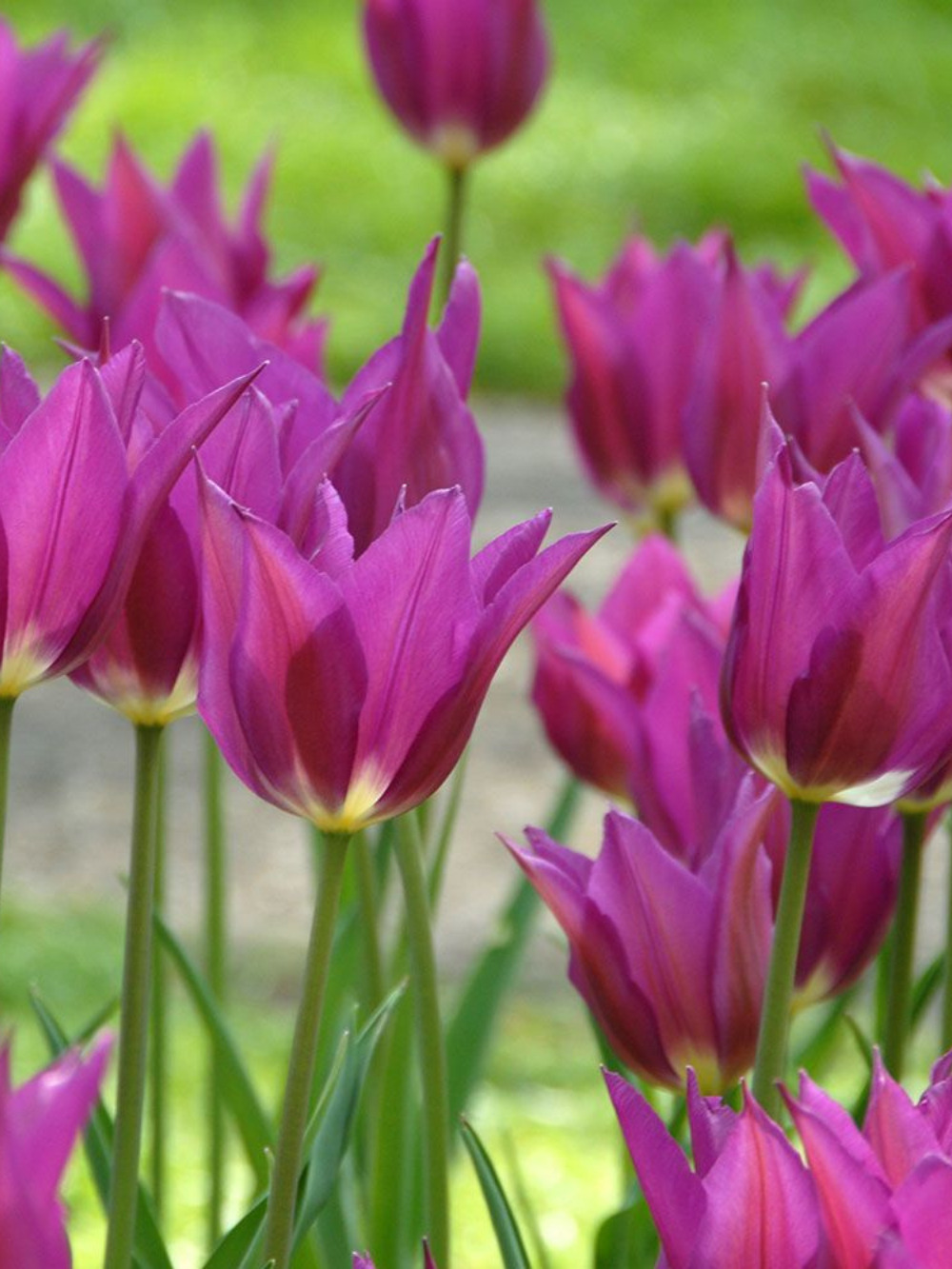Tulipán ‘Purple Dream’ / 6 db