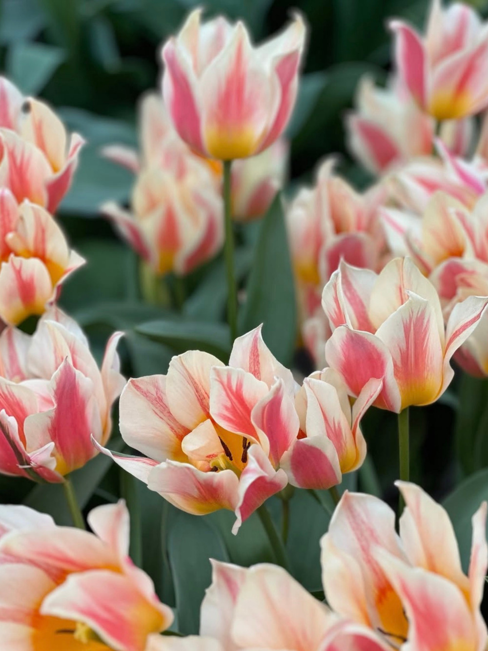 Tulipán ‘Quebec’ / 6 db