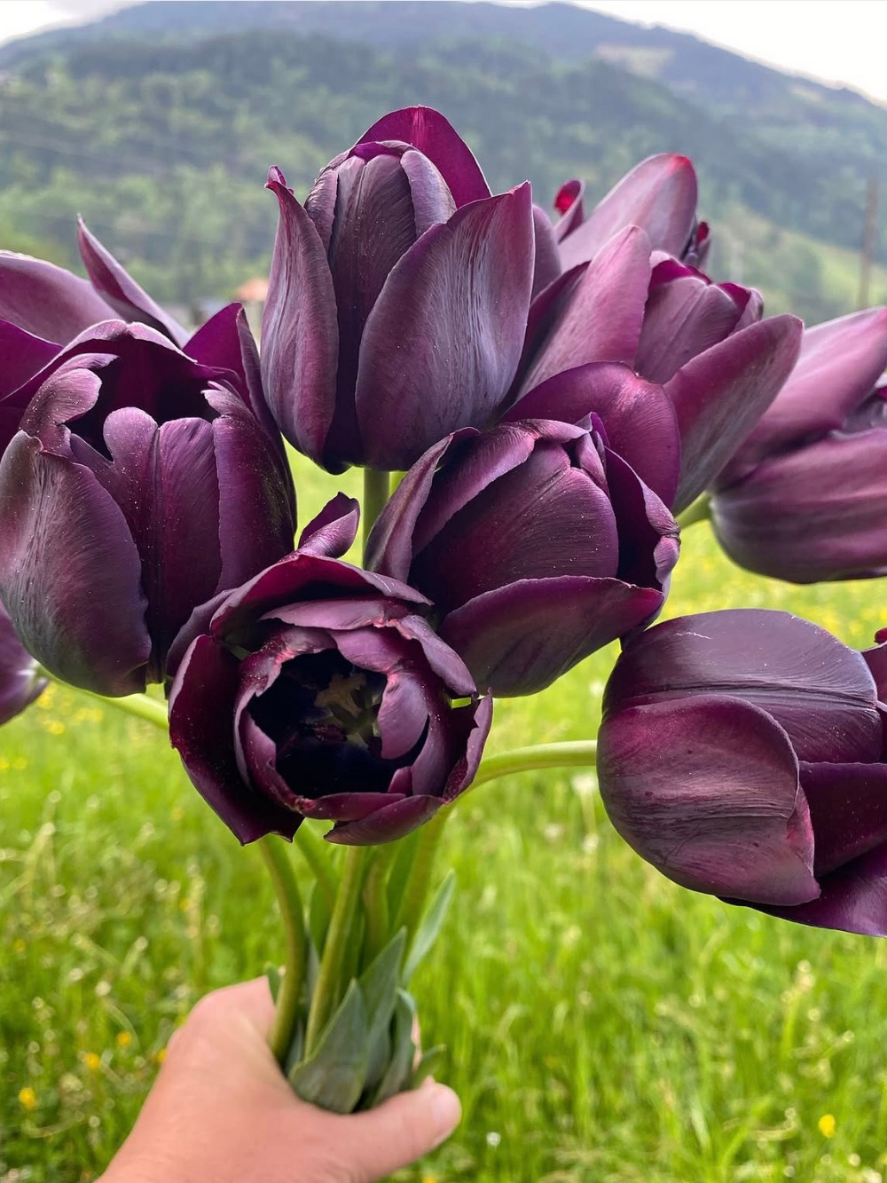 Tulipán ‘Queen of Night’ / 6 db