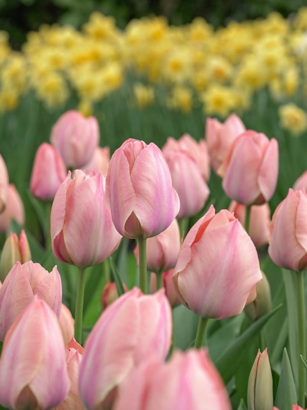 Tulipán ‘Salmon van Eijk’ / 6 db