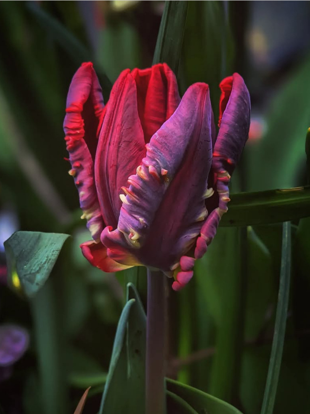 Tulipán ‘Seadow Parrot’ / 6 db - Image 2