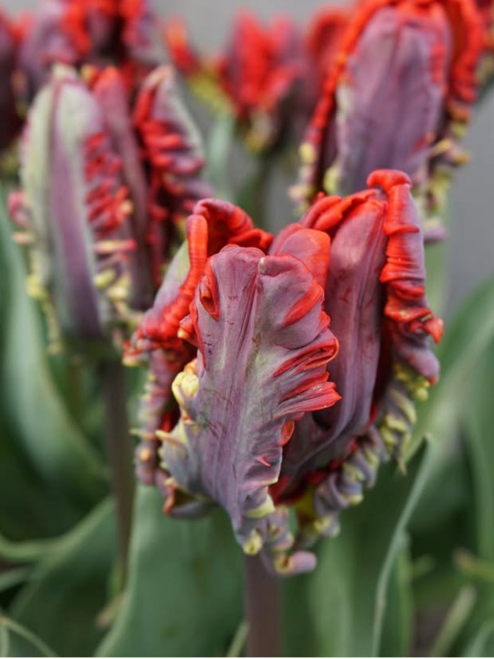 Tulipán ‘Seadow Parrot’ / 6 db - Image 3
