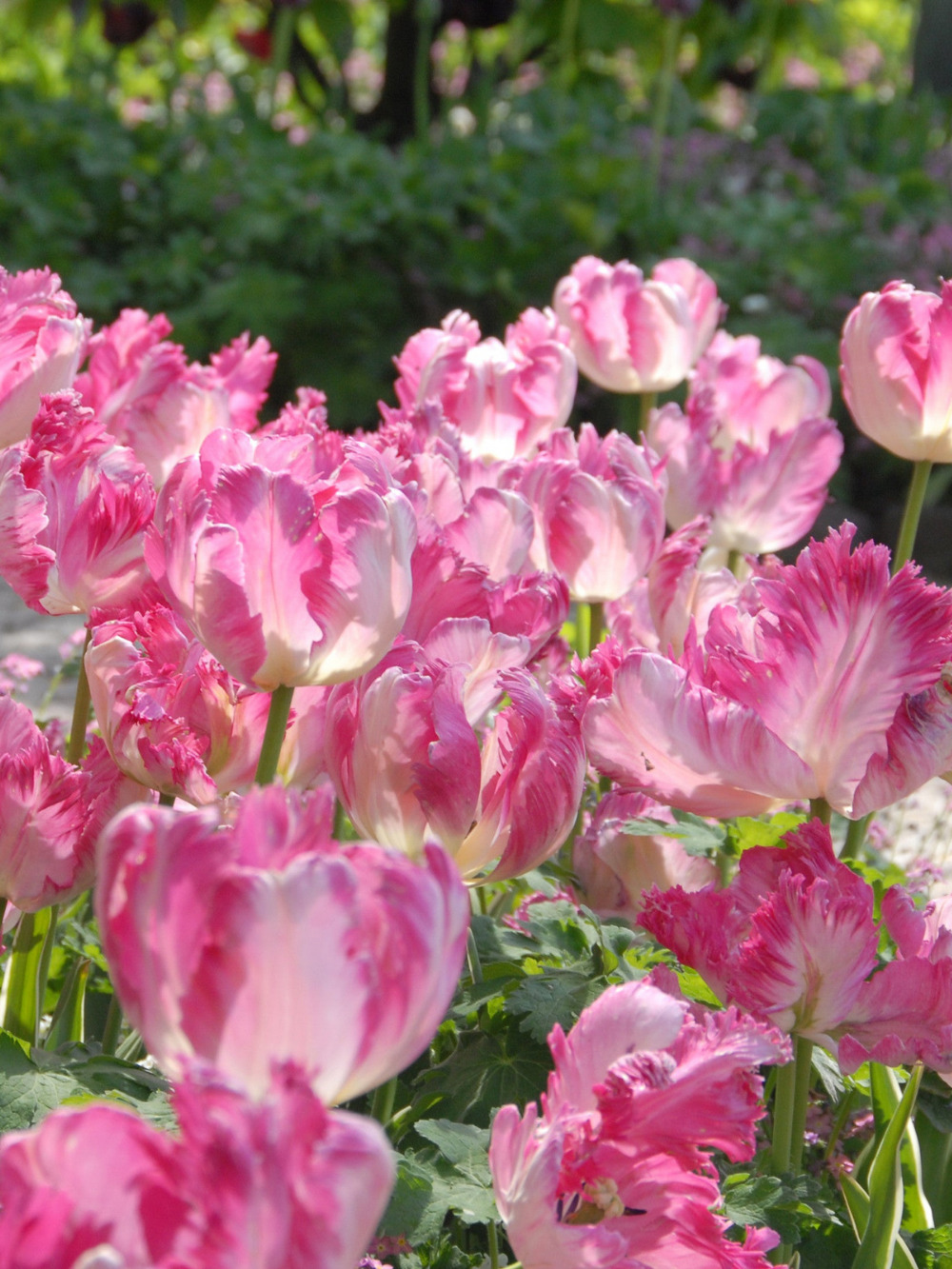 Tulipán ‘Silver Parrot’ / 6 db - Image 3
