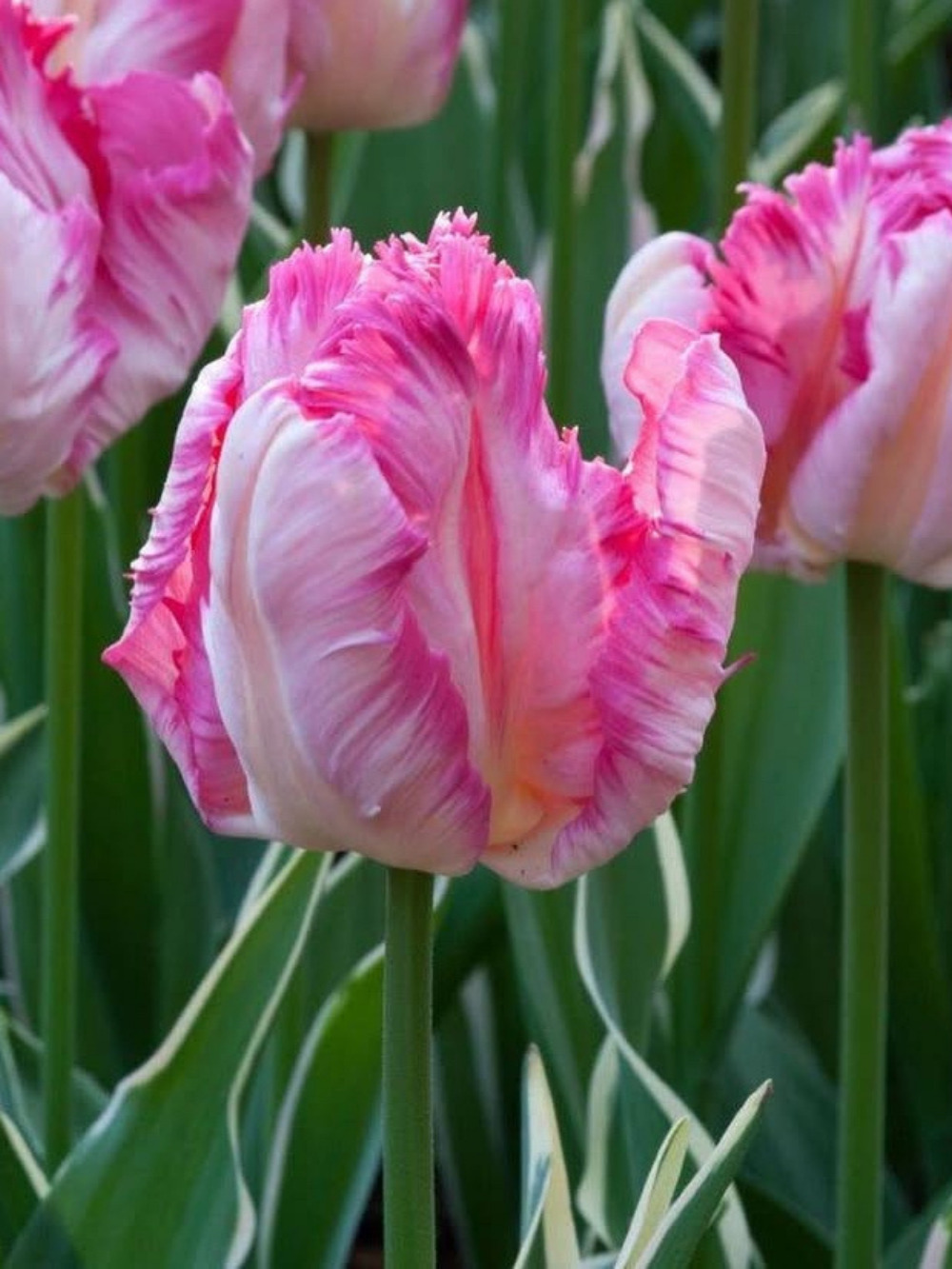 Tulipán ‘Silver Parrot’ / 6 db
