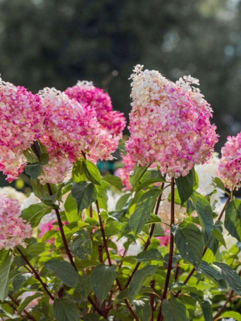 'Petite Flori' bugás hortenzia