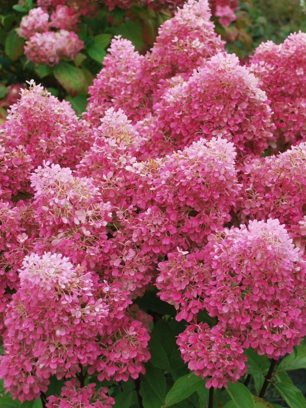 'Petite Flori' bugás hortenzia - Image 2