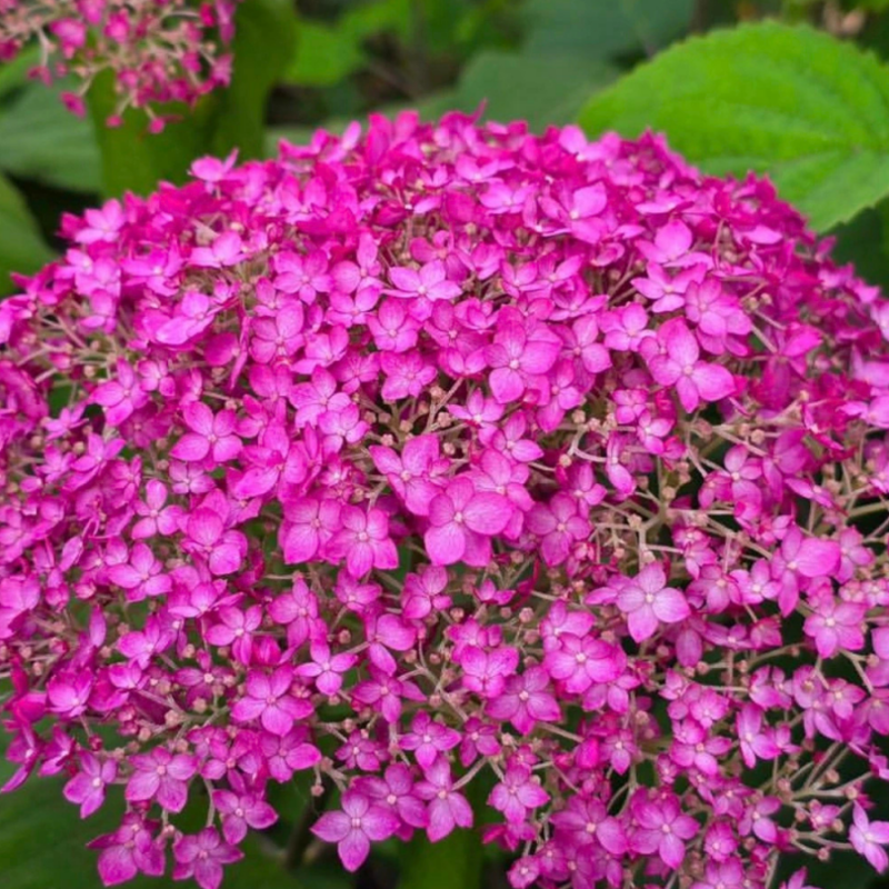 Candybelle 'Winegum' cserjés hortenzia